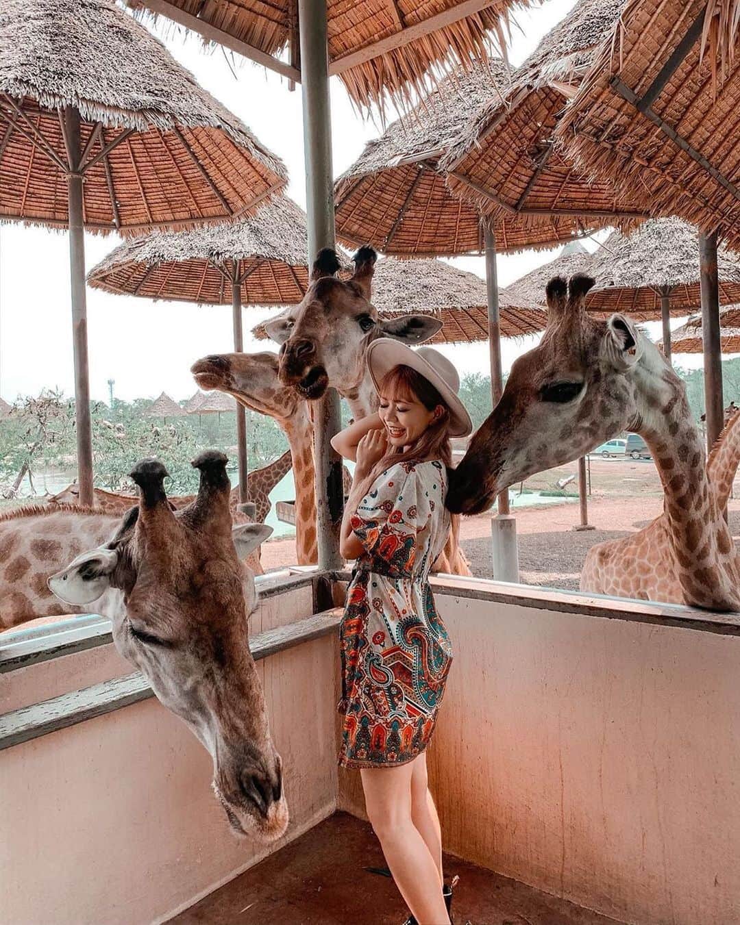 タビジョのインスタグラム：「こんばんは😊 本日の「#タビジョ」はこちら💕 ＊＊＊＊＊＊ 📸@onumaaan さん 🚩タイ「サファリワールド﻿」 🦒🦒🦒 ㅤㅤㅤㅤㅤㅤㅤㅤㅤㅤㅤㅤㅤ すごくない？📷 タイのサファリワールドでは キリンと触れ合える🤎🧡 ㅤㅤㅤㅤㅤㅤㅤㅤㅤㅤㅤㅤㅤ キリンにあげるバナナを 100バーツ（約340円）で買えるよ🍌 ㅤㅤㅤㅤㅤㅤㅤㅤㅤㅤㅤㅤㅤ 餌をあげてキリンが集まって来た時が シャッターチャンス！w 。 ＊＊＊＊＊＊ キリンに直接餌があげられるんですね🦒 とっても素敵😍 ＊＊＊＊＊＊ 【タビジョレポーター募集】 あなたのとっておきのウエディングをレポートしませんか👰 詳細は@tabi_jyo TOPページからチェック✨ ＊＊＊＊＊＊ 【イベント参加者募集】 アロハタビジョ2020年第１回MEET UP開催 🤙 2020年1月25日(土) ハワイ好き集まれ🌺 詳細は@tabi_jyo TOPページからチェック✨ ＊＊＊＊＊＊ @tabi_jyo #タビジョ #タビジョと繋がりたい」