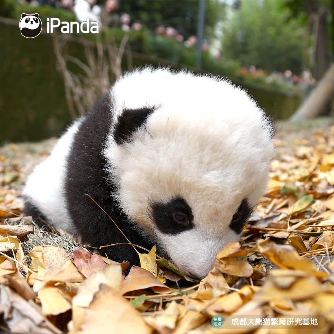 iPandaさんのインスタグラム写真 - (iPandaInstagram)「Is my bed full of yellow leaves beautiful? (Liu Liu) 🐼 🐾 🐼 #panda #ipanda #animal #pet #adorable #China #travel #pandababy #cute #photooftheday #Sichuan #cutepanda #animalphotography #cuteness #cutenessoverload #giantpanda」1月16日 17時30分 - ipandachannel