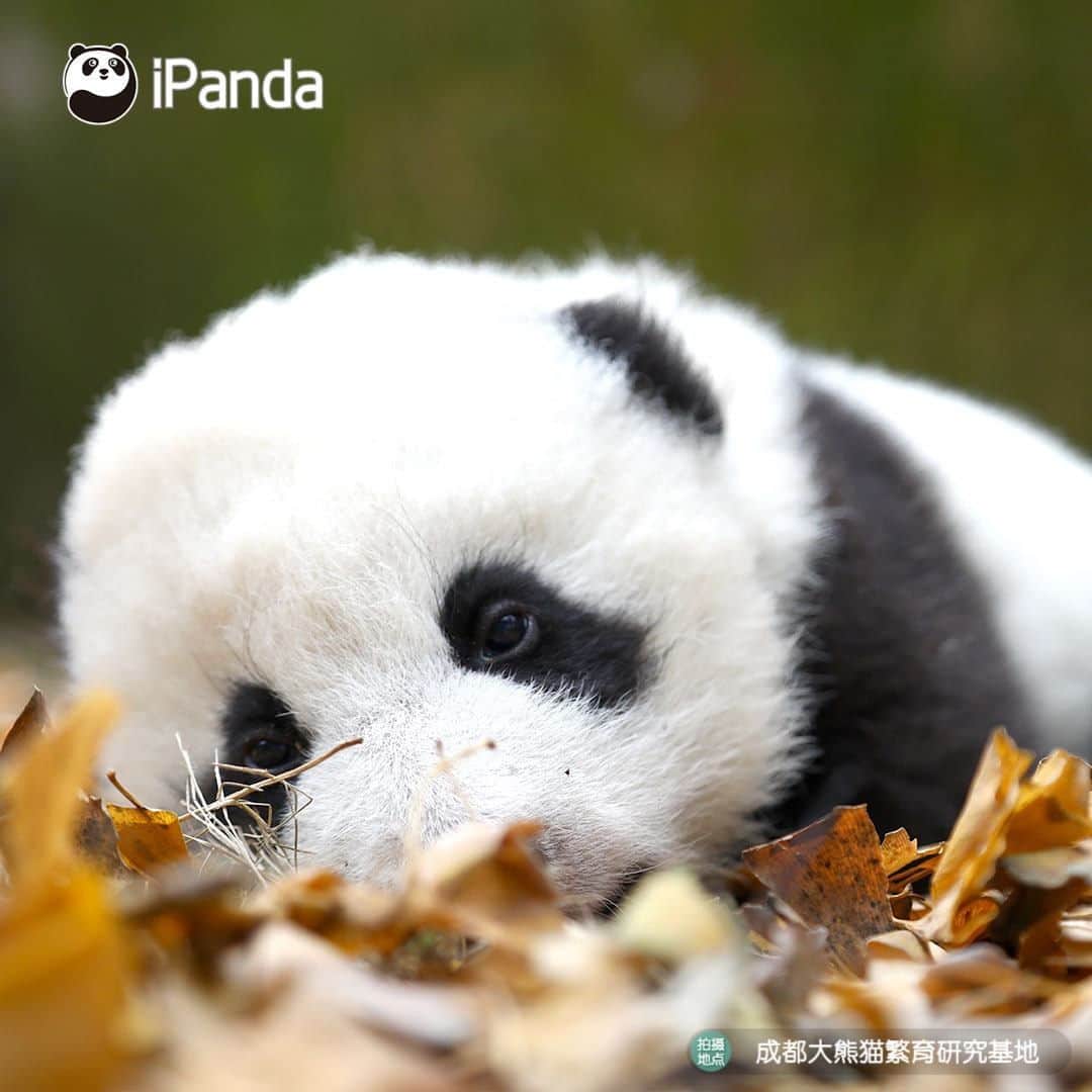 iPandaさんのインスタグラム写真 - (iPandaInstagram)「Is my bed full of yellow leaves beautiful? (Liu Liu) 🐼 🐾 🐼 #panda #ipanda #animal #pet #adorable #China #travel #pandababy #cute #photooftheday #Sichuan #cutepanda #animalphotography #cuteness #cutenessoverload #giantpanda」1月16日 17時30分 - ipandachannel
