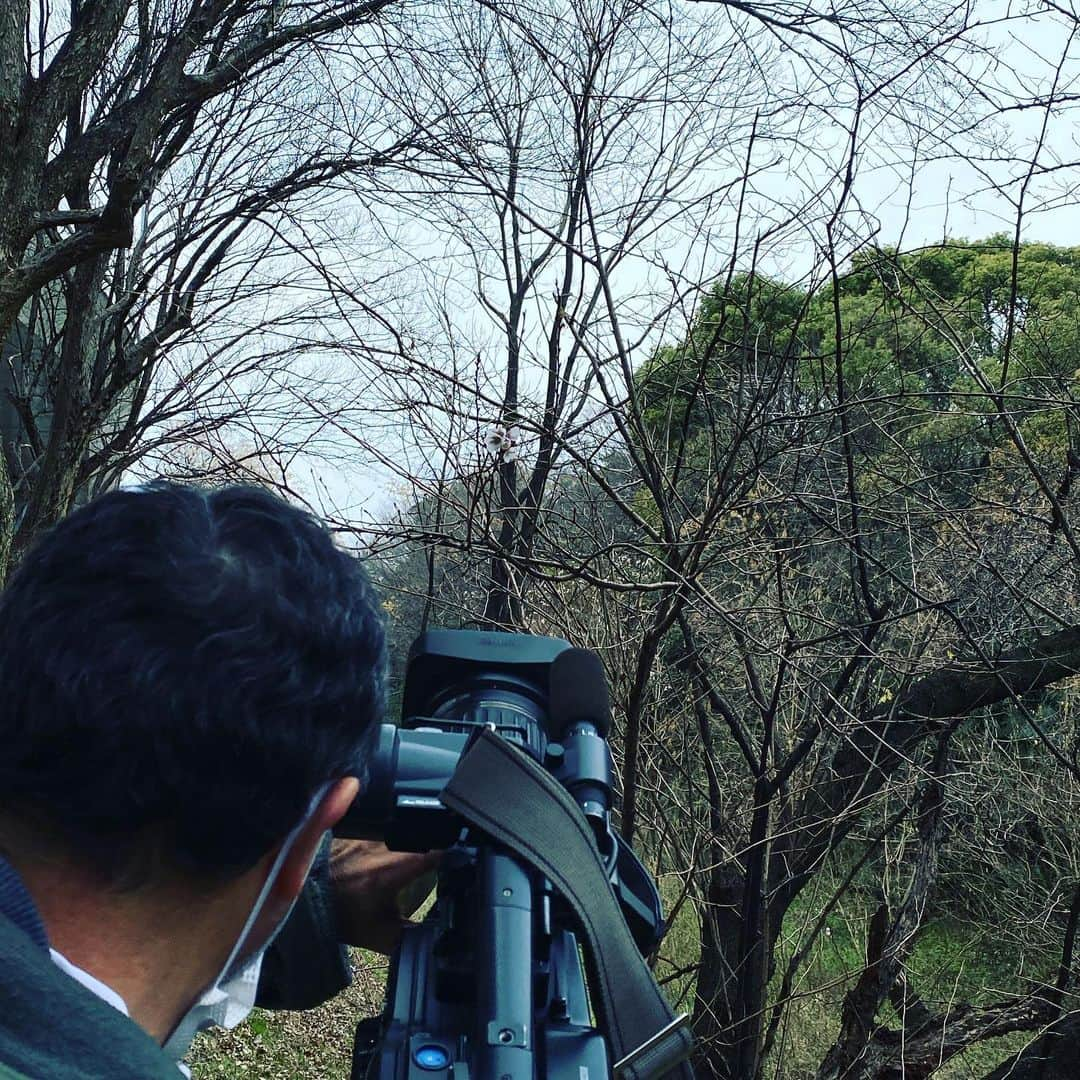 倉橋友和さんのインスタグラム写真 - (倉橋友和Instagram)「名古屋市内で、なんとサクラが咲いていました🌸（つぼみも！）休眠が上手く働かないために起こる、とのことで、暖冬との関係はわからないそうです。 #メーテレアップ #アップは午後3時46分から #アップの特集は午後6時15分から #アナウンサー #鈴木しおり #星恭博 #石神愛子 #倉橋友和 #伊豆蔵将太 #濱田隼 #気象予報士 #山田修作 #修作さん #冨永幸」1月16日 17時47分 - nbn_kurahashi