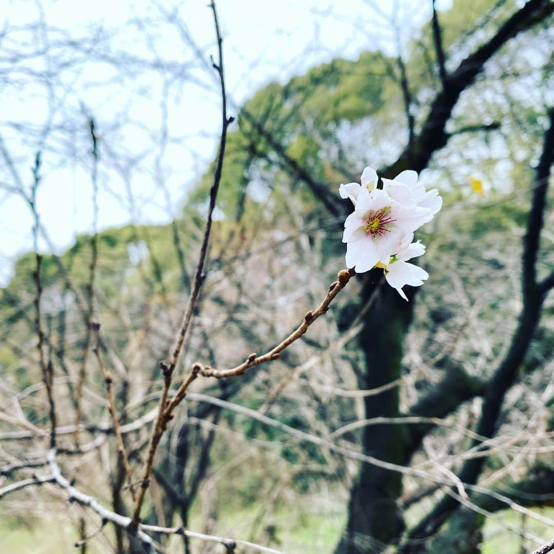 倉橋友和さんのインスタグラム写真 - (倉橋友和Instagram)「名古屋市内で、なんとサクラが咲いていました🌸（つぼみも！）休眠が上手く働かないために起こる、とのことで、暖冬との関係はわからないそうです。 #メーテレアップ #アップは午後3時46分から #アップの特集は午後6時15分から #アナウンサー #鈴木しおり #星恭博 #石神愛子 #倉橋友和 #伊豆蔵将太 #濱田隼 #気象予報士 #山田修作 #修作さん #冨永幸」1月16日 17時47分 - nbn_kurahashi