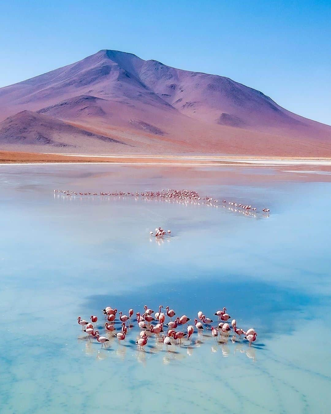 Official RICOH THETAさんのインスタグラム写真 - (Official RICOH THETAInstagram)「When the flamingos match the pastel landscape just right 😙 this week’s #WHERETOGOWEDNESDAY is Altiplano, Bolivia 🇧🇴 📸: @_romanmoran」1月16日 10時31分 - theta360official