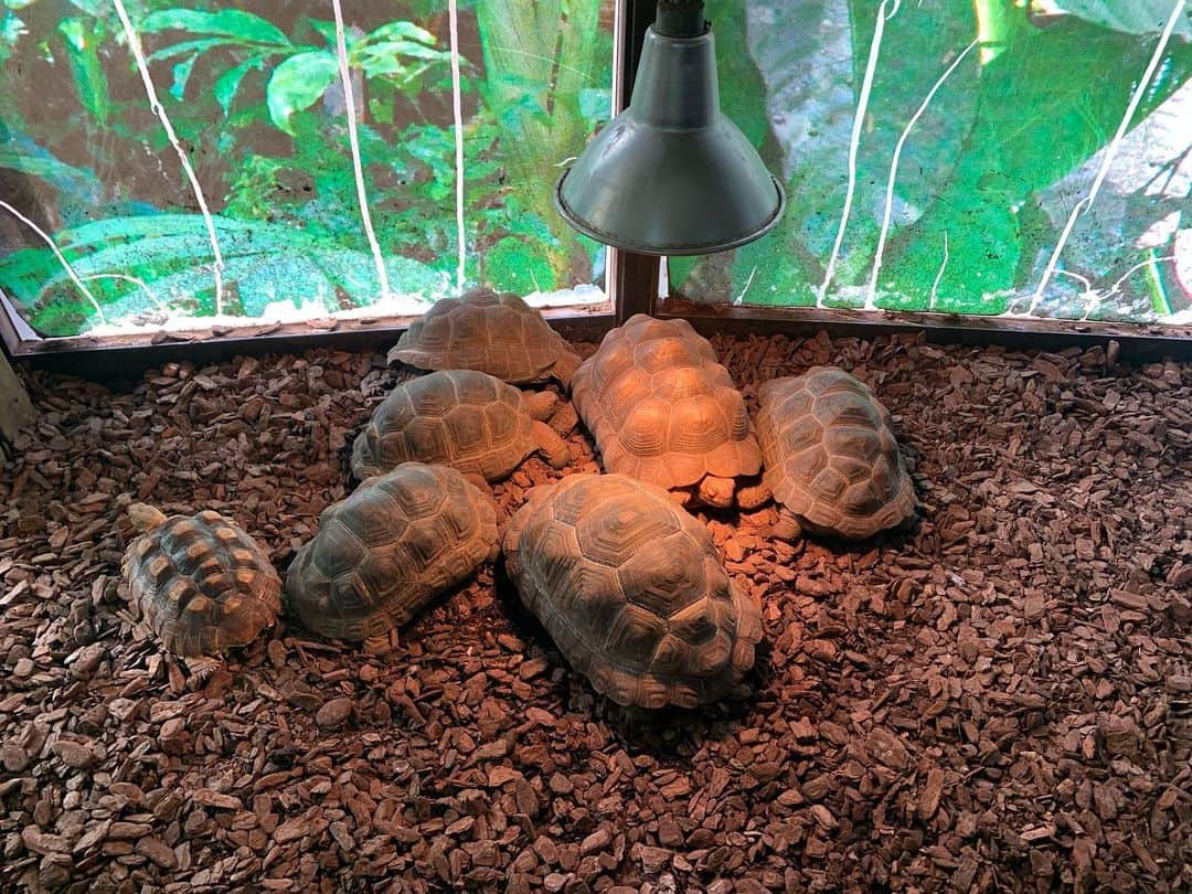 高松雪乃さんのインスタグラム写真 - (高松雪乃Instagram)「ホットスポットに集まり、3グループがいつの間にか出来てた、ふれあいコーナーのリクガメたち🐢園内全体の温度も高くしていますが、やはりもっと暖まりたいみたい💁‍♀️ #爬虫類　#変温動物　#はちゅドル　#iZoo #リクガメ　#tortoise」1月16日 11時31分 - yukinotakamatsu