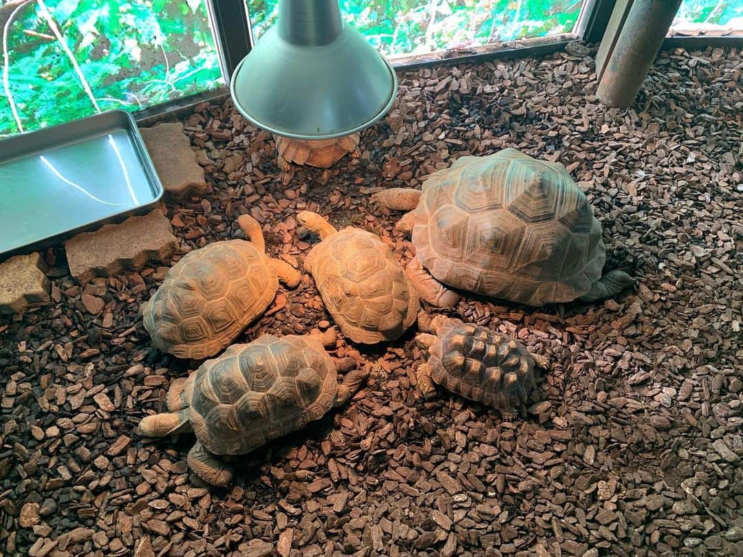 高松雪乃さんのインスタグラム写真 - (高松雪乃Instagram)「ホットスポットに集まり、3グループがいつの間にか出来てた、ふれあいコーナーのリクガメたち🐢園内全体の温度も高くしていますが、やはりもっと暖まりたいみたい💁‍♀️ #爬虫類　#変温動物　#はちゅドル　#iZoo #リクガメ　#tortoise」1月16日 11時31分 - yukinotakamatsu