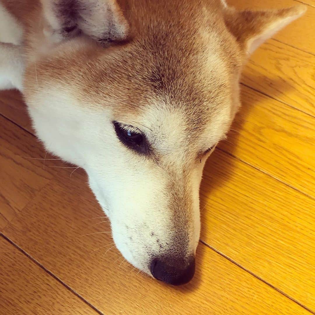千秋さんのインスタグラム写真 - (千秋Instagram)「我が家の美男子🐕  #柴犬 #shibainu #🐶」1月16日 12時14分 - chiaki77777