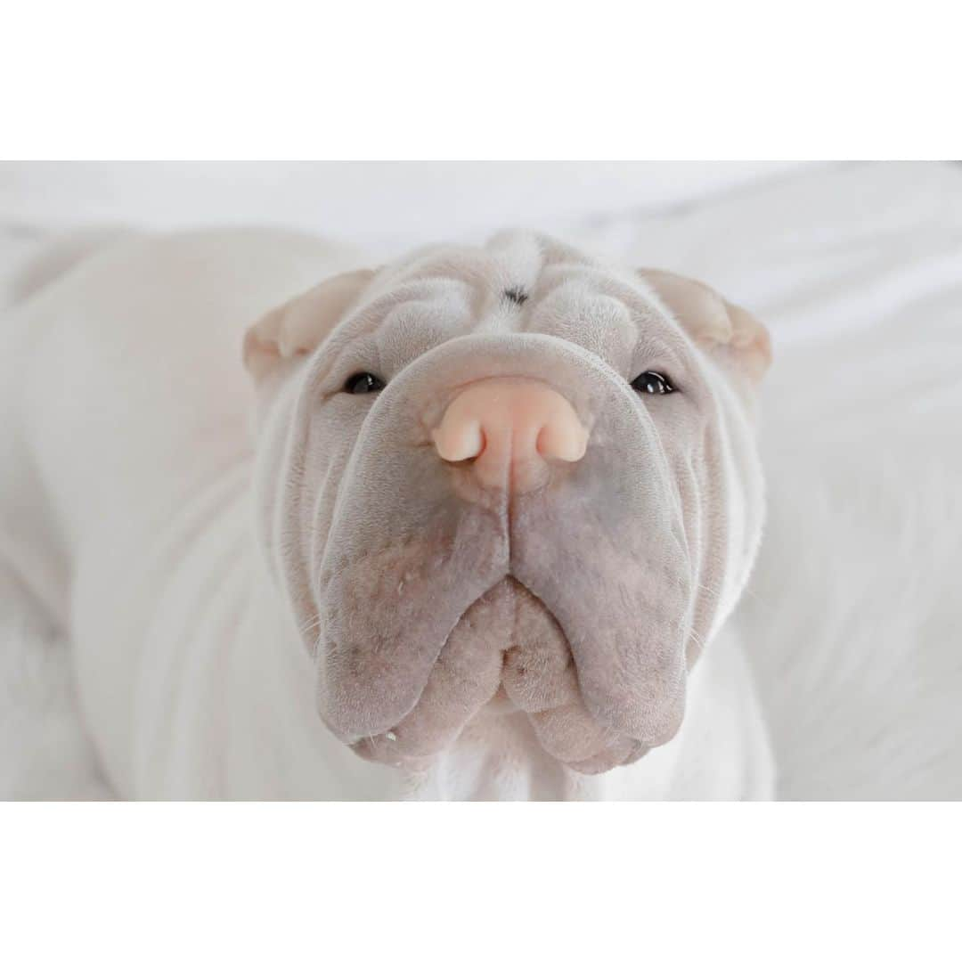 annie&pADdinGtoNさんのインスタグラム写真 - (annie&pADdinGtoNInstagram)「Ears have been cleaned. Trust has been broken. #nohappy #badmummy #grumpy #lambington #sharpei #sharpeisofinstagram #love #wrinkles #dog #doggo #barked #woof #dogs #dogoftheday #dogstagram #cutepetclub #petstagram #instagood #weeklyfluff #iloveyoutothemoonandback」1月16日 12時47分 - anniepaddington