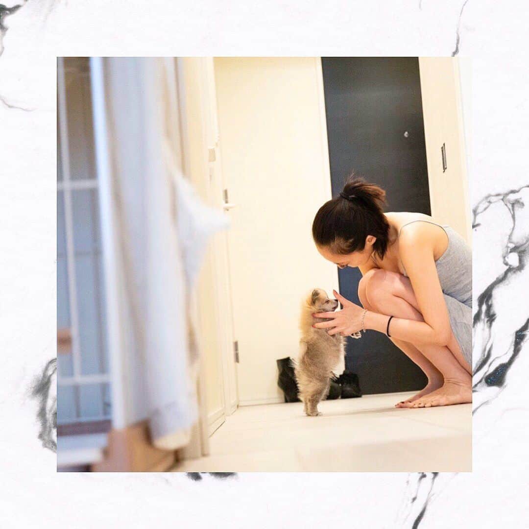 RisaWisteriaのインスタグラム：「こんにちわ、あかちゃん👶♫ わたしーがぁままぁーよぉ〜♫ と、つい毎日歌ってます笑笑  #pomchi#puppy#dog#pomeranian#pomeranianworld#pomeranianlove#pomstagram#pomeranianchihuahua#mixbreed#mixbreedpuppy#ポメチー#ポメラニアン#ポメチワ#犬#いぬのいる暮らし#いぬすたぐらむぬ」