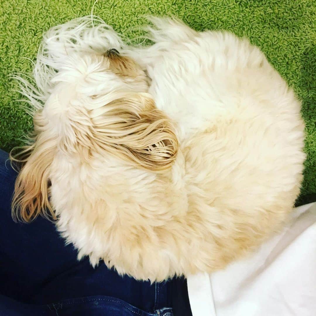 北山陽一のインスタグラム：「自分からここでまるまるなんて…… #きたやまおもち」