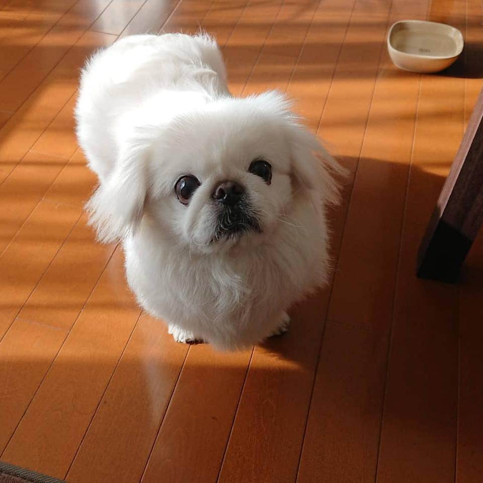 安田義孝さんのインスタグラム写真 - (安田義孝Instagram)「#ペキニーズ #ぺきにーず #白ペキニーズ #Pekingese #pekingese  #pekingeselove #pekingesesofinstagram  #pekinese #pekistagram  #japanese #japan #dogstagram  #dogs #dog #japanesedog #japanesedogs #doglover #love #iloveyou #ilovedogs #京叭狗 #페키니즈 #cute #cutedog  #ハロウィン #愛犬 #わんこ #犬 #エブリドッグ #ZIP写真部」1月16日 14時37分 - dodonyasuda1127