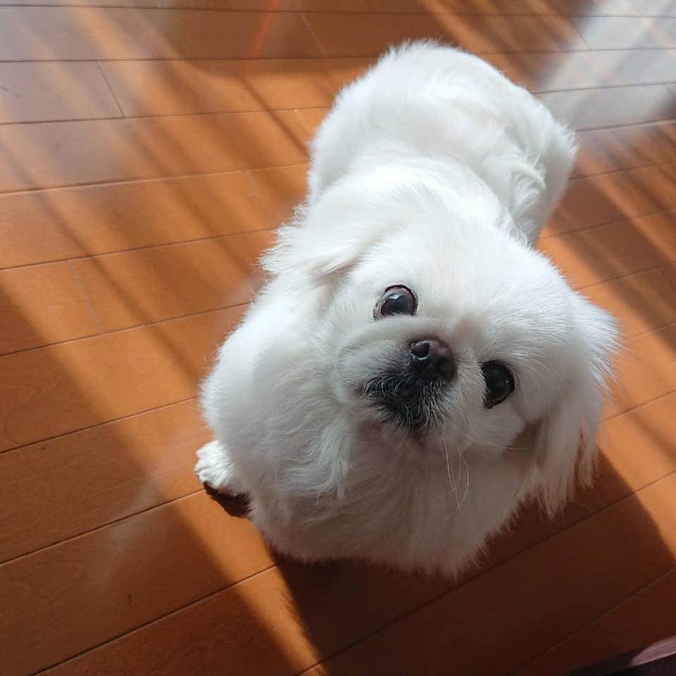 安田義孝のインスタグラム：「#ペキニーズ #ぺきにーず #白ペキニーズ #Pekingese #pekingese  #pekingeselove #pekingesesofinstagram  #pekinese #pekistagram  #japanese #japan #dogstagram  #dogs #dog #japanesedog #japanesedogs #doglover #love #iloveyou #ilovedogs #京叭狗 #페키니즈 #cute #cutedog  #ハロウィン #愛犬 #わんこ #犬 #エブリドッグ #ZIP写真部」