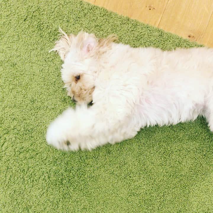 北山陽一のインスタグラム：「こういう風になでろっていう。#きたやまおもち」