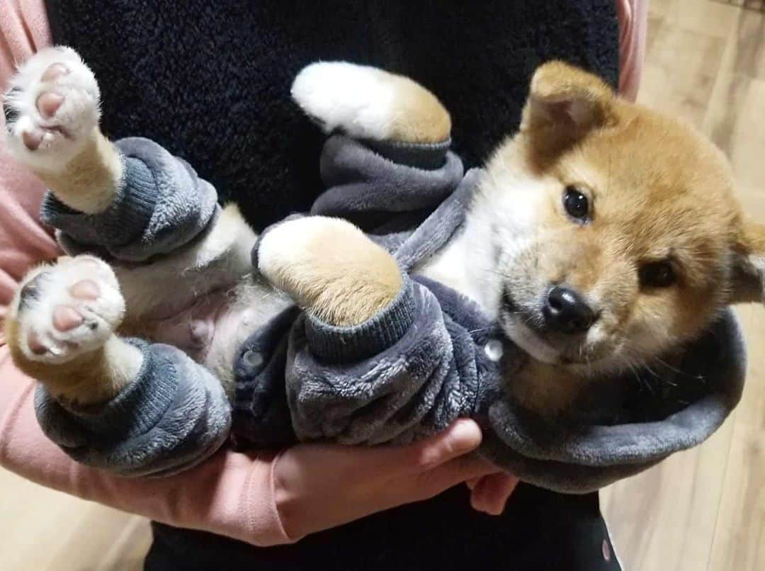 柴犬たま Shibainu Tamaのインスタグラム