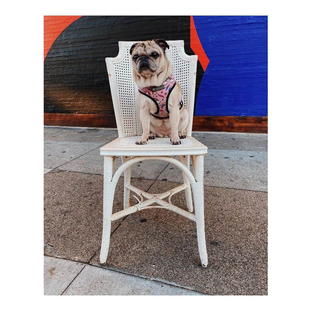 Melissa Santiagoのインスタグラム：「Little pig on a fancy trash chair #DiscardedChairsOfTheMission #DailyPug #LeicaHarrietPancakes #Pug #pugsofinstagram」