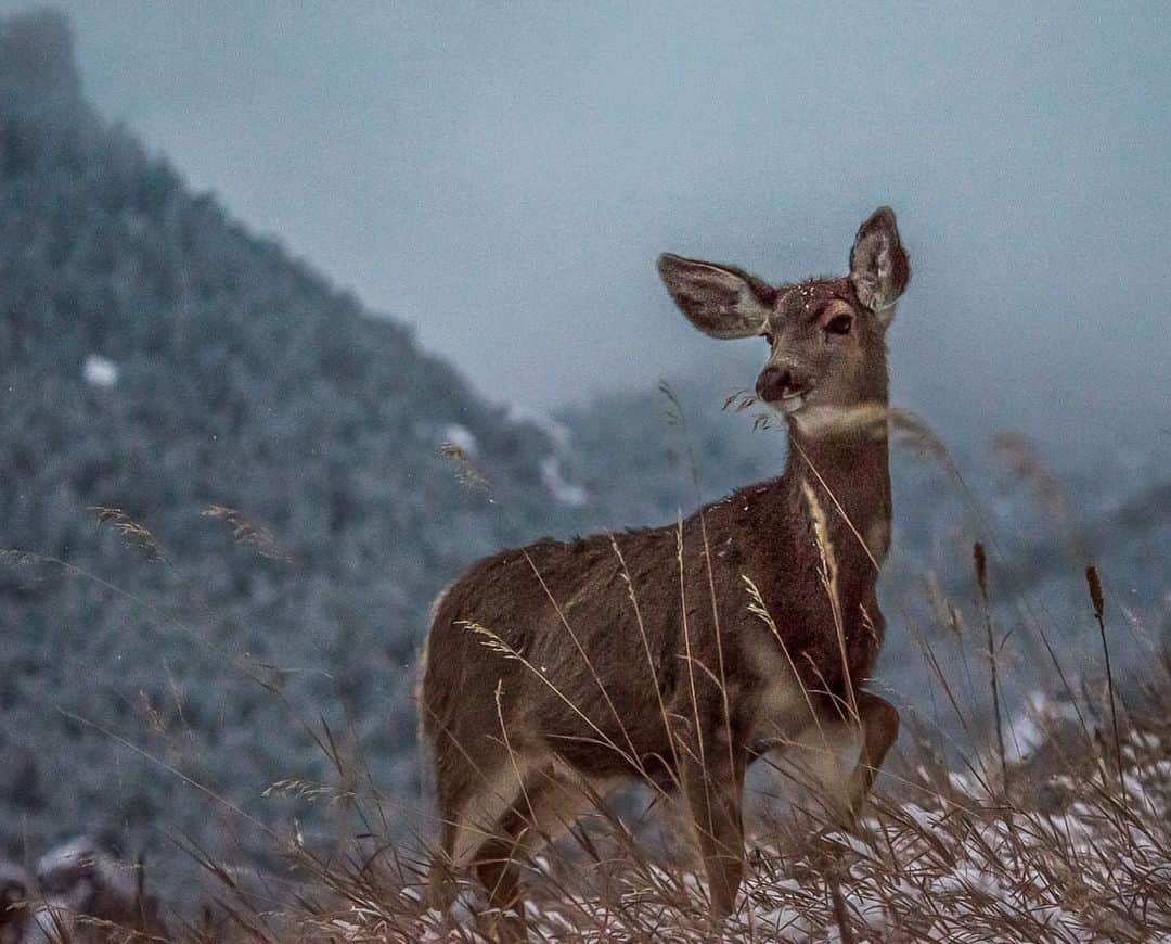 National Geographic Travelさんのインスタグラム写真 - (National Geographic TravelInstagram)「Photos by @bethjwald | Mule deer graze at the base of Flagstaff Mountain in Boulder Mountain Park, Colorado. #coloradowinter #publiclands #boulderopenspace」1月17日 2時07分 - natgeotravel