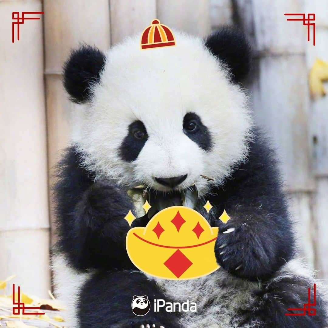 iPandaさんのインスタグラム写真 - (iPandaInstagram)「The Spring Festival is coming. A new year deserves a new profile. Which one do you wanna pick the most as your new headshot? 🐼 🐾 🐼 #HappyChineseNewYear #panda #ipanda #animal #pet #adorable #China #travel #pandababy #cute #photooftheday #Sichuan #cutepanda #animalphotography #cuteness #cutenessoverload #giantpandatsi」1月17日 3時00分 - ipandachannel