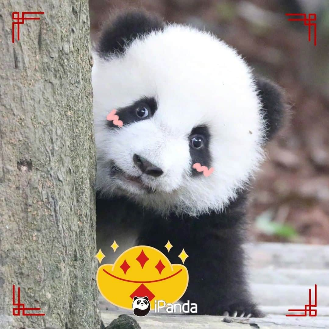 iPandaさんのインスタグラム写真 - (iPandaInstagram)「The Spring Festival is coming. A new year deserves a new profile. Which one do you wanna pick the most as your new headshot? 🐼 🐾 🐼 #HappyChineseNewYear #panda #ipanda #animal #pet #adorable #China #travel #pandababy #cute #photooftheday #Sichuan #cutepanda #animalphotography #cuteness #cutenessoverload #giantpandatsi」1月17日 3時00分 - ipandachannel