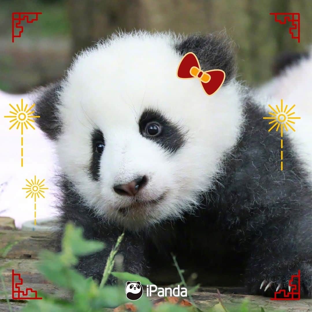 iPandaさんのインスタグラム写真 - (iPandaInstagram)「The Spring Festival is coming. A new year deserves a new profile. Which one do you wanna pick the most as your new headshot? 🐼 🐾 🐼 #HappyChineseNewYear #panda #ipanda #animal #pet #adorable #China #travel #pandababy #cute #photooftheday #Sichuan #cutepanda #animalphotography #cuteness #cutenessoverload #giantpandatsi」1月17日 3時00分 - ipandachannel
