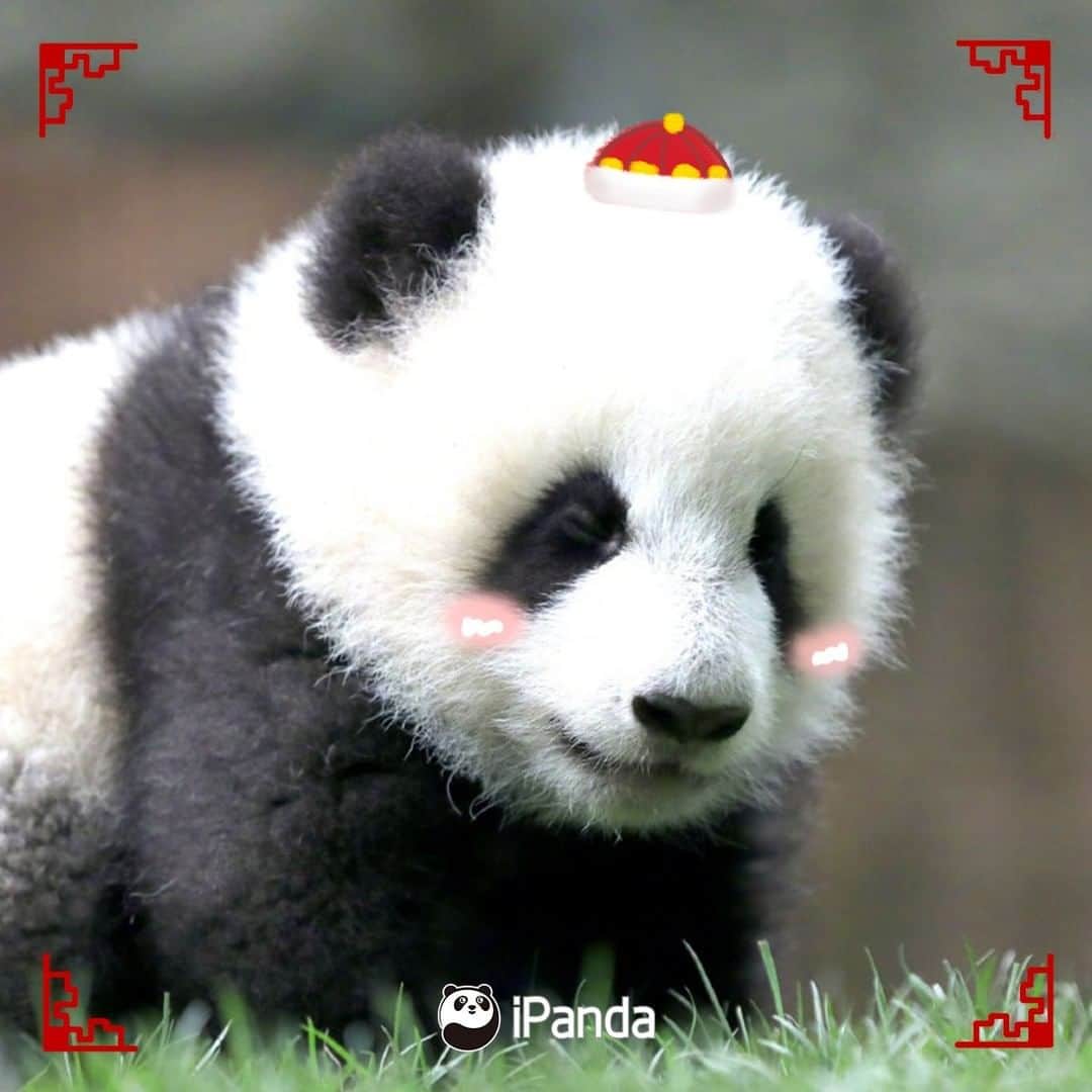 iPandaさんのインスタグラム写真 - (iPandaInstagram)「The Spring Festival is coming. A new year deserves a new profile. Which one do you wanna pick the most as your new headshot? 🐼 🐾 🐼 #HappyChineseNewYear #panda #ipanda #animal #pet #adorable #China #travel #pandababy #cute #photooftheday #Sichuan #cutepanda #animalphotography #cuteness #cutenessoverload #giantpandatsi」1月17日 3時00分 - ipandachannel