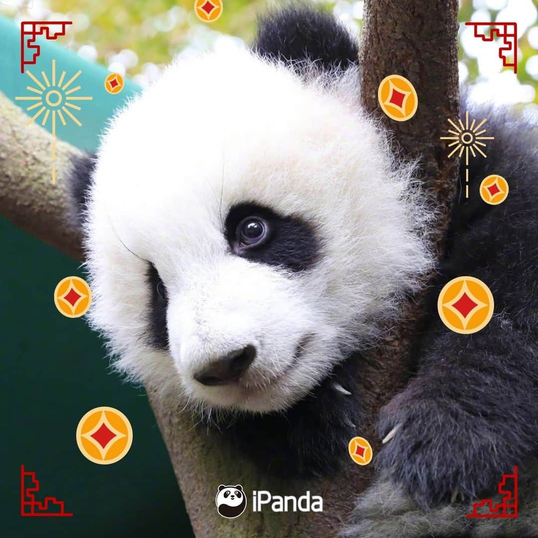 iPandaさんのインスタグラム写真 - (iPandaInstagram)「The Spring Festival is coming. A new year deserves a new profile. Which one do you wanna pick the most as your new headshot? 🐼 🐾 🐼 #HappyChineseNewYear #panda #ipanda #animal #pet #adorable #China #travel #pandababy #cute #photooftheday #Sichuan #cutepanda #animalphotography #cuteness #cutenessoverload #giantpandatsi」1月17日 3時00分 - ipandachannel