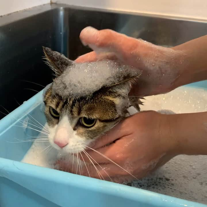 スノーのインスタグラム：「Being a good boy when taking #shower at pet salon @wanbojapan • #catsofinstagram #cats_of_instagram #catstagram #meowed #cat #cats #kucing #gato #chat #catloversclub #catlover #9gag #weeklyfluff #pleasantcats #kedi #katze #kawaii #neko #instagramjapan #고양이 #кот #แมว #猫 #ふわもこ部 #ペコねこ部」