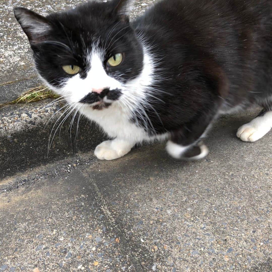 のインスタグラム：「ヒゲかわいー！！！！😻 #ネコスタグラム #ネコアレルギーだけど #ネコ好き #動物飼いたい #ネコ」