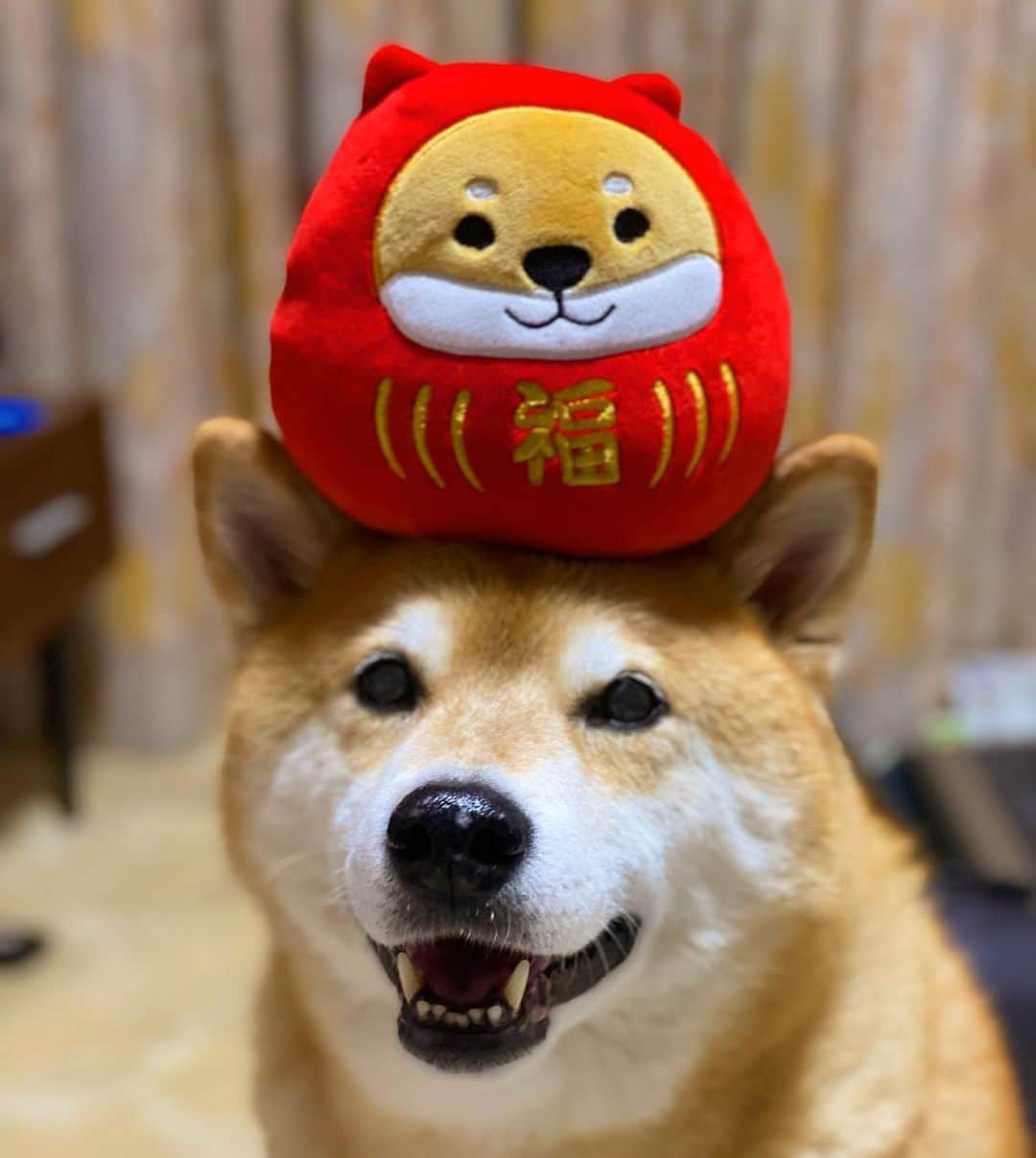 まる（まるたろう）さんのインスタグラム写真 - (まる（まるたろう）Instagram)「Laugh and be fat✨🐶☺️✨笑う門には福来たるっていうじゃない？ #それホントだよ #まるも笑ってる人のそばに行きたいもんね #笑う門にはまる来たる」1月16日 19時39分 - marutaro