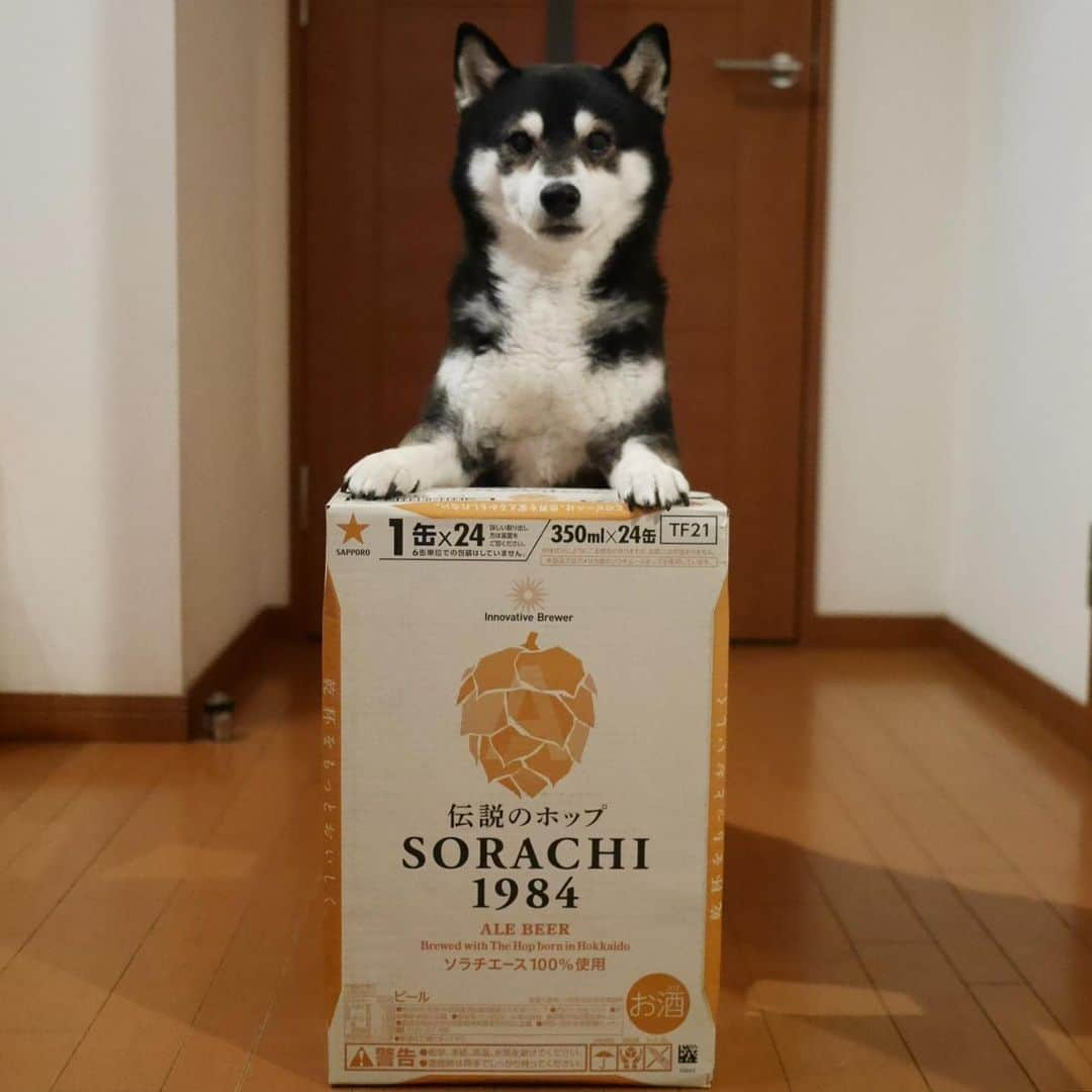 くろさんのインスタグラム写真 - (くろInstagram)「ソラチエース1ケース🍺 #SORACHI1984 #ミッションアンバサダー #SORACHI1984ミッションアンバサダー #ソラチエース #伝説のホップ #InnovativeBrewer #サッポロビール #sapporobeer #lovebeer #⭐️SAPPORO #黒柴 #柴犬 #わんこと一緒 #わんこのいる生活 #わんこのいる暮らし #柴犬と一緒 #柴犬のいる生活 #柴犬のいる暮らし #ふわもこ部 #ふわもこ部ワンコ #ふわもこ部わんこ #わんだフォ #わんだふるJapan #モデル犬 #オファーお待ちしております」1月16日 19時51分 - m6bmw