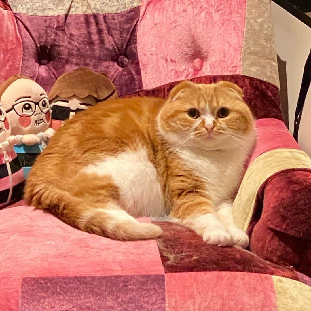 HIKAKINのインスタグラム：「最近まるおの貫禄がだいぶヤバめ😧w  #猫　#ねこ」