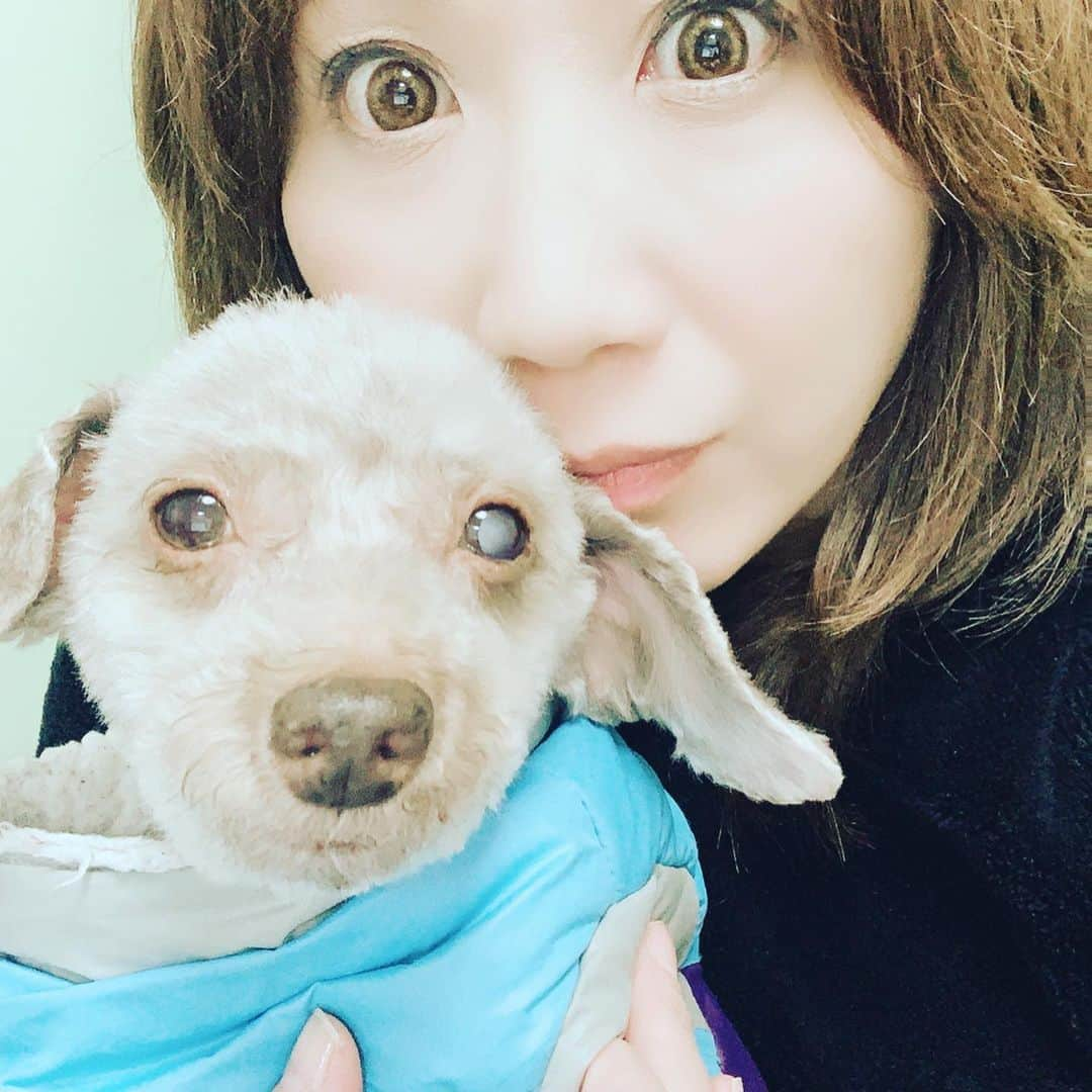 桜花由美さんのインスタグラム写真 - (桜花由美Instagram)「昨日は歌舞伎町ちゃんすにお越しの皆様ありがとうございました！  昨日も楽しい夜でした！  浜子募金も皆様ありがとうございます！  浜子の手術まであと4日。  今日トリミングに行ってきました。  なんだかミニチュアピンシャーみたいになりました。  術後に目に毛が入るとダメなので、全剃り。  寒そうです。  明日はwave新木場大会！  準備を終わらせて早く帰るぞー！ ‪#wavepro ‬ ‪#女子プロレスラー ‬ ‪#プロレス ‬ ‪#プロレスラー ‬ ‪#女子プロレス‬ ‪#prowrestling‬ ‪#プロレスリングwave‬ #桜花由美 #波ヲタ #歌舞伎町ちゃんす  #歌舞伎町女子プロレスバーちゃんす  #面白い店  #変わった店 #癒される  #愛犬 #犬 #犬なしでは生きていけません会  #犬なしでは生きていけない  #犬のいる暮らし  #犬のいる生活  #犬とお出かけ  #トイプードル #トイプードルカフェオレ #トイプードル大好き  #トイプードル愛犬  #トイプードル部 #白内障  #白内障犬  #手術前」1月16日 19時57分 - ohkayumi