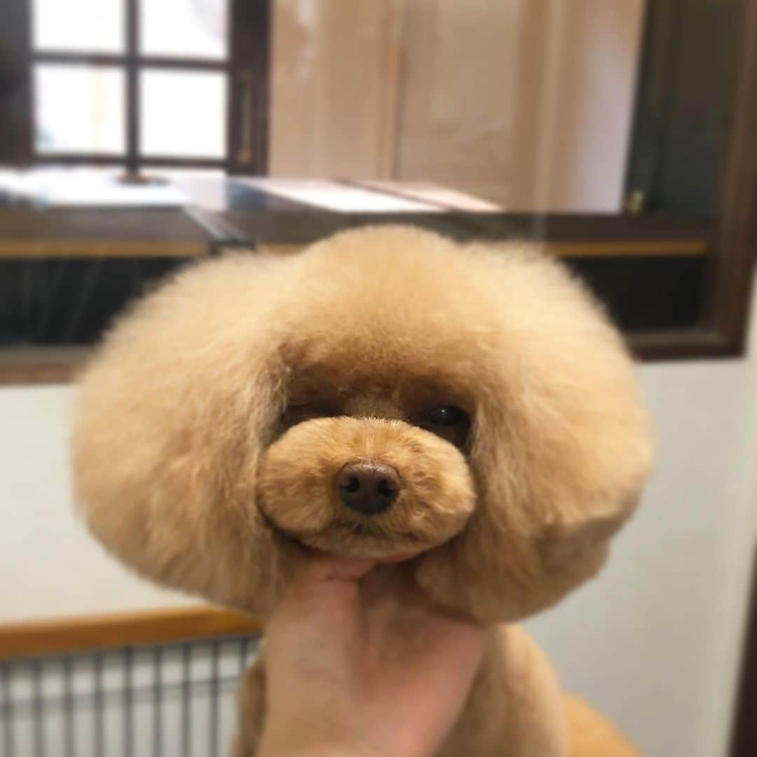 doghug (ドッグハグ) 豊洲本店のインスタグラム