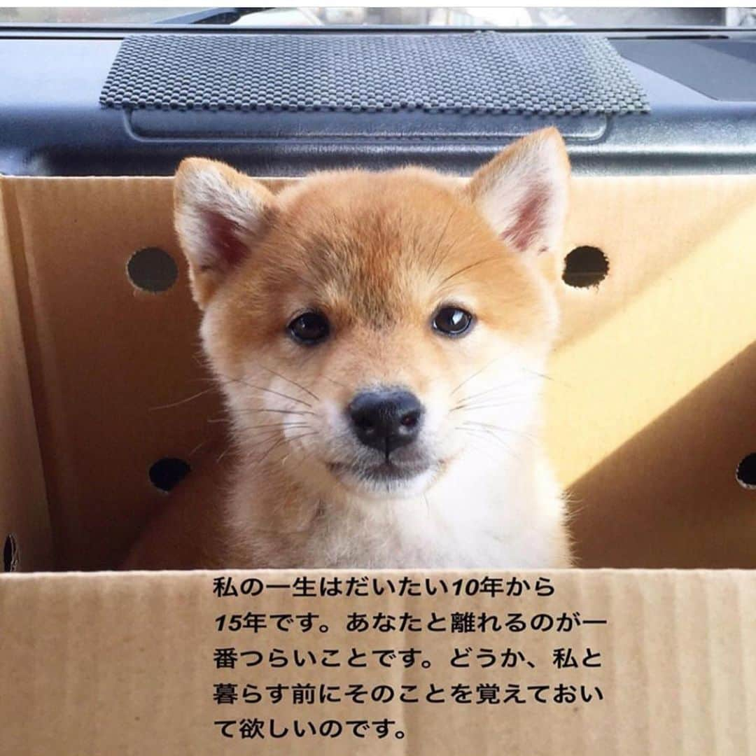 柴犬ハル&保護犬すずのインスタグラム