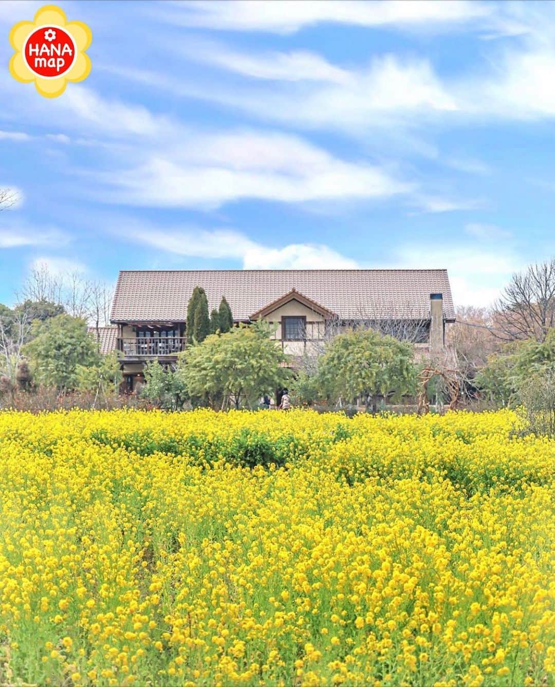 はなまっぷ❁日本の花風景さんのインスタグラム写真 - (はなまっぷ❁日本の花風景Instagram)「🌸はなまっぷ🌸 * @____1000gram さんの  花のある風景に花まるを💮 * 早咲きの菜の花が満開の可愛いお花畑をありがとうございます😊🌸 * 大分　#大神ファーム Oga Farm, Oita Pref. * 🌼菜の花の花言葉📝🌼 小さな幸せ、元気いっぱい * 見頃を過ぎている場所もご紹介しています。お出かけの際はHP等で最新の情報をご確認くださいね🙏🌸 * 🌸•••🌸•••🌸•••🌸•••🌸•••🌸 * いつも素敵なお花をありがとうございます😊 日本の花のある風景にタグ付けしてください。お花があれば何でもOKです🌸 * #はなまっぷ * #日本の美しい花風景#花のある風景#花#菜の花#花畑#風景」1月16日 21時57分 - hanamap