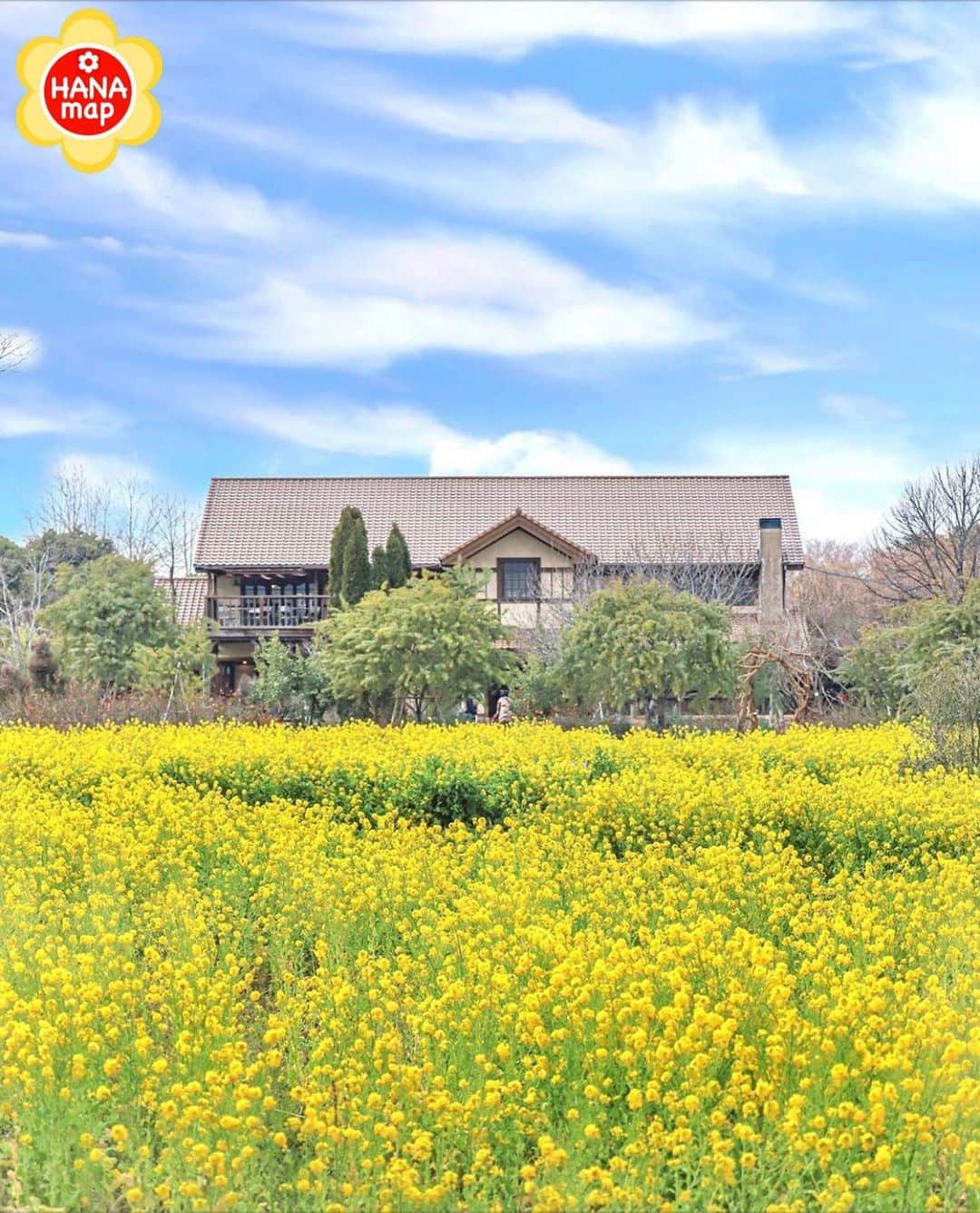 はなまっぷ❁日本の花風景のインスタグラム