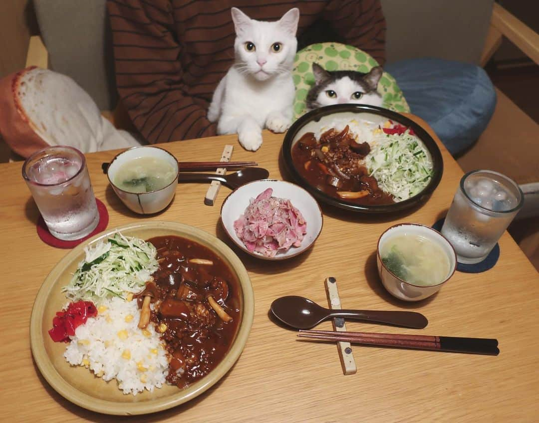 八、おこめさんのインスタグラム写真 - (八、おこめInstagram)「🥄✨ 挽き肉と茄子としめじのハヤシさん お久しぶりにトウモロコシご飯♩ 真ん中、牛タンと玉ねぎのレモンマリネの買ってきたや〜つ。 #ハヤシライス #八おこめ #ねこ部 #cat #ねこ #猫 #ネコ #八おこめ食べ物」1月16日 21時59分 - naomiuno