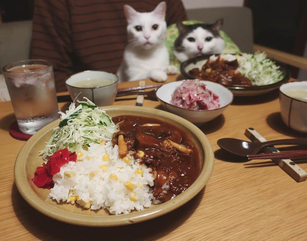 八、おこめさんのインスタグラム写真 - (八、おこめInstagram)「🥄✨ 挽き肉と茄子としめじのハヤシさん お久しぶりにトウモロコシご飯♩ 真ん中、牛タンと玉ねぎのレモンマリネの買ってきたや〜つ。 #ハヤシライス #八おこめ #ねこ部 #cat #ねこ #猫 #ネコ #八おこめ食べ物」1月16日 21時59分 - naomiuno