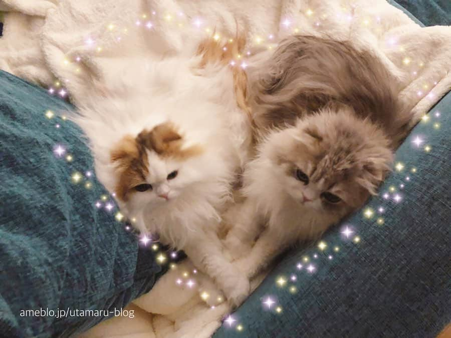 詩丸さんのインスタグラム写真 - (詩丸Instagram)「ハート形♡ .  Tsumugi and Utamaru♡ cuddling in the shape of a heart❤️😻 .  紬と詩丸が寄り添って寝ていました🥰 上から見ると…… ハート形に見える〜！🥺❤️✨」1月16日 22時31分 - utamaruru