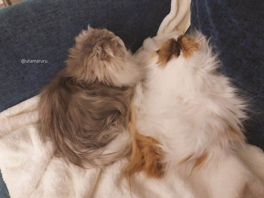 詩丸さんのインスタグラム写真 - (詩丸Instagram)「ハート形♡ .  Tsumugi and Utamaru♡ cuddling in the shape of a heart❤️😻 .  紬と詩丸が寄り添って寝ていました🥰 上から見ると…… ハート形に見える〜！🥺❤️✨」1月16日 22時31分 - utamaruru