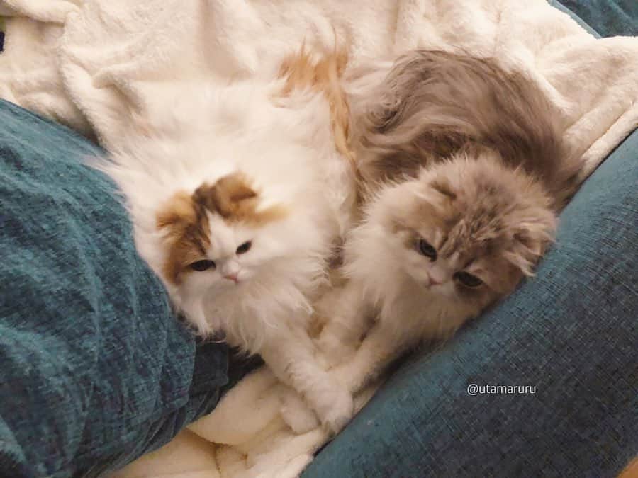 詩丸のインスタグラム：「ハート形♡ .  Tsumugi and Utamaru♡ cuddling in the shape of a heart❤️😻 .  紬と詩丸が寄り添って寝ていました🥰 上から見ると…… ハート形に見える〜！🥺❤️✨」