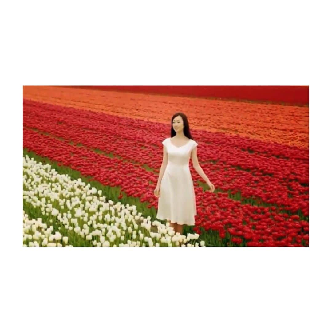 理絵さんのインスタグラム写真 - (理絵Instagram)「昔のCMを見かえしていました  チューリップ畑🌷の真ん中に白いゴミのようなものが見えますが  それが私です  #懐かしい #思い出 #cm #tvcf #holland #netherlands #🇳🇱 #チューリップ #tulips #チューリップ畑 #model #actress #여배우 #모델 #flowers #fiore #꽃 #튤립 #花畑 #花」1月16日 22時30分 - ____rie____
