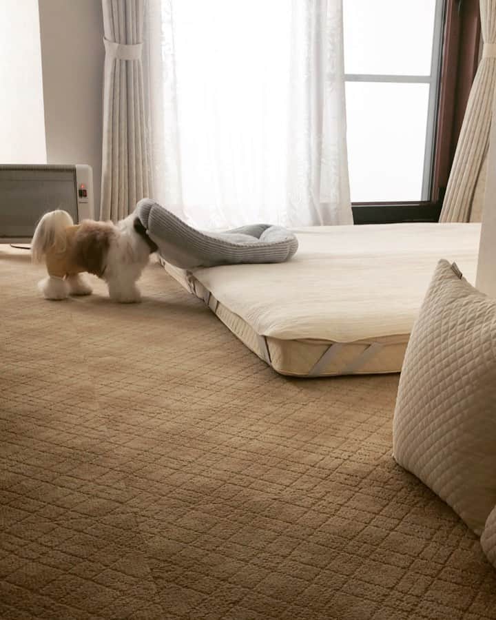 水嶋はちのインスタグラム：「I fold up my bedding! 🛌 * * ボクは自分のお布団は自分でちゃんと畳みます。畳みかたにもこだわりが強く妥協せずに取り組むので、完成度の質は非常に高いです！ * * みなさん、おやすみなさい！  #はち #HACHI #シーズー大好き部」