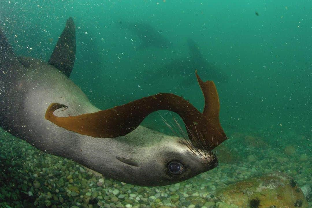 Thomas Peschakさんのインスタグラム写真 - (Thomas PeschakInstagram)「For many years I watched these Cape fur seals surf the massive southern Ocean swells that collide with Cape Town's shores. Early on I had visions of creating photographs that would show them surfing from the underwater perspective. However it took years to figure out how make this image (Pic 1) safely and for the right conditions to materialize. The wait however proved equally productive, garnering me photographs of young bull fur seals mock charging (Pic 2) and juveniles playing “pass the seaweed” with me (Pic 3). @animal_ocean #southafrica #capetown #surf #waves #surfing #capetownsurf #furseals」1月17日 1時05分 - thomaspeschak