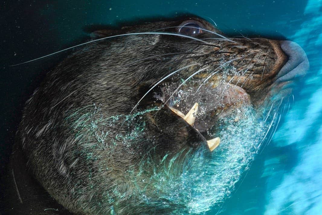 Thomas Peschakさんのインスタグラム写真 - (Thomas PeschakInstagram)「For many years I watched these Cape fur seals surf the massive southern Ocean swells that collide with Cape Town's shores. Early on I had visions of creating photographs that would show them surfing from the underwater perspective. However it took years to figure out how make this image (Pic 1) safely and for the right conditions to materialize. The wait however proved equally productive, garnering me photographs of young bull fur seals mock charging (Pic 2) and juveniles playing “pass the seaweed” with me (Pic 3). @animal_ocean #southafrica #capetown #surf #waves #surfing #capetownsurf #furseals」1月17日 1時05分 - thomaspeschak