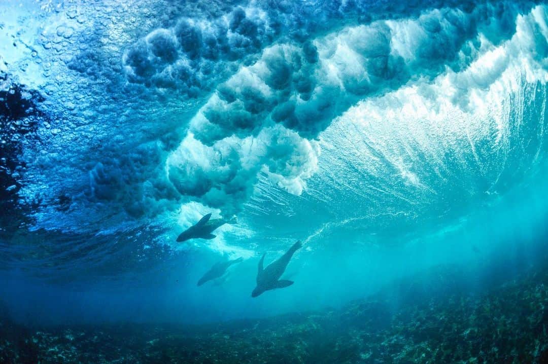 Thomas Peschakのインスタグラム：「For many years I watched these Cape fur seals surf the massive southern Ocean swells that collide with Cape Town's shores. Early on I had visions of creating photographs that would show them surfing from the underwater perspective. However it took years to figure out how make this image (Pic 1) safely and for the right conditions to materialize. The wait however proved equally productive, garnering me photographs of young bull fur seals mock charging (Pic 2) and juveniles playing “pass the seaweed” with me (Pic 3). @animal_ocean #southafrica #capetown #surf #waves #surfing #capetownsurf #furseals」
