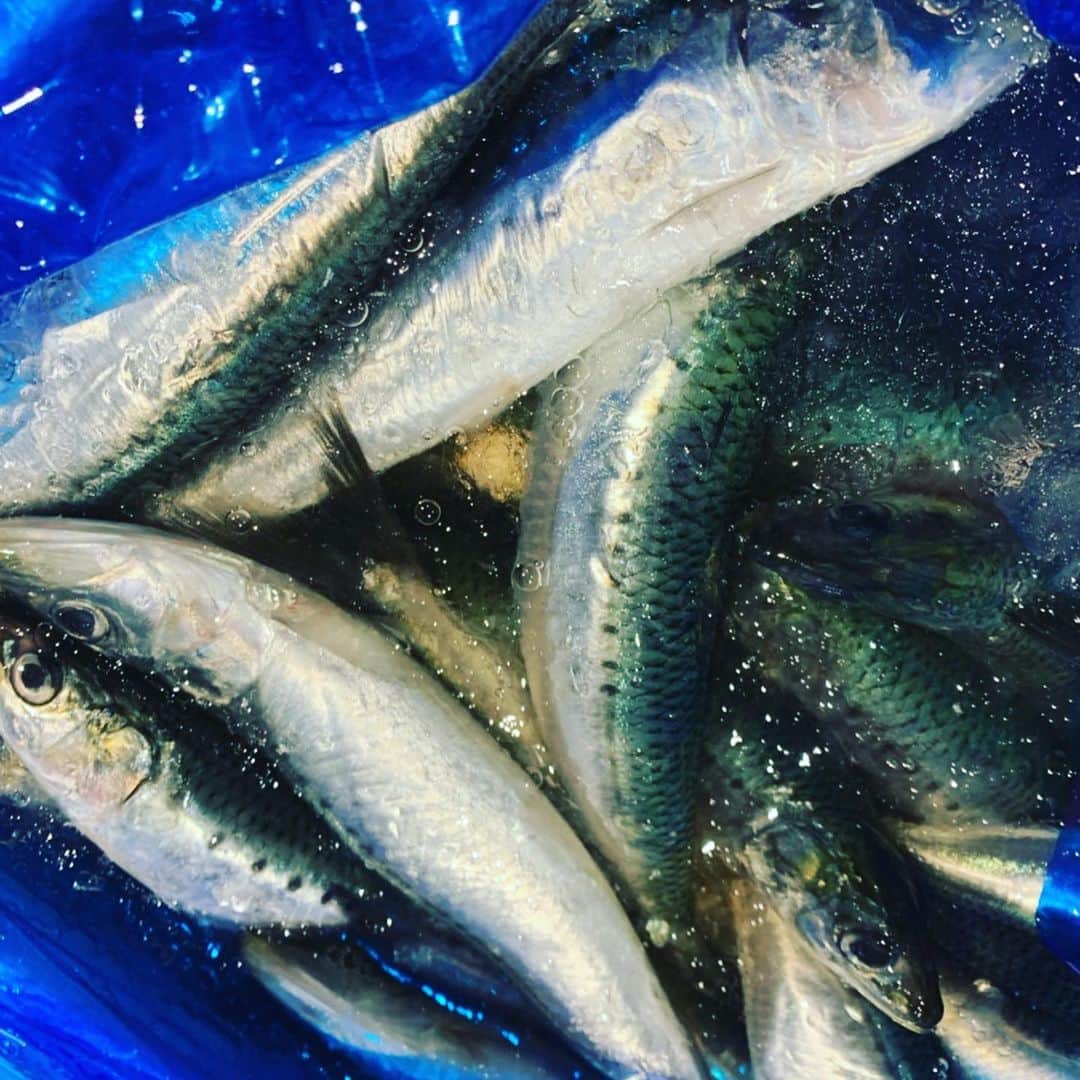 魚金さんのインスタグラム写真 - (魚金Instagram)「1月17日金曜日！ 本日の一押しは勝浦の地金目洋食のお店で豪快なアクアパッツァやブイヤベースで是非2480円破格です  千葉の大羽鰯もこの時期なのにコロッとしてる！水温温かいからなのかなー 長崎の真鯵も鮮度バッチリ！目がキラキラしてますね  僕たちが仲買さんから買い物すると茶屋と言われる場所に運ばれます。茶屋とは買荷保管場所の事で日本橋の魚市場の当時は神田川や隅田川などの水運が主で、潮の満ち引干潮になれば、川や運河の喫水は浅くなり、荷物を満載した船の往来は困難になる。満潮になるまで待ち、荷を運び出すしかない。こうして、潮が満ちるのを待つために作られたのが潮を待つ茶屋の由来からの名残りみたいです。 ここで大量に運ばれてきた荷物を丁寧に53店舗事故ない様に振り分けるのが僕たちの任務です！ 名残りと言えば和食の24店舗の刺し盛りは六点盛りと三点盛りがありますが15年程昔は本当に六点、三点の刺し盛りだったのですがメニューはそのままで六点盛りには12種、三点盛りには7種の盛り合わせに進化してきました！次なる進化は12店舗で魚のグレードを上げた刺し盛りを提供しています！写真の刺し盛りが4名様向けのスペシャルの盛り合わせです  週末の飲み会やお食事などのご予定は是非魚金をご利用し下さい！ スタッフ一同笑顔で元気よくお待ちしています。  仕入部　片之坂 #魚金 #新橋#新橋居酒屋#居酒屋#銀座#京橋#神田#まぐろ#刺身盛り合わせ#吉祥寺#ビール#池袋#市場#しらこ#マルタ島#唐揚げ#ブリ#渋谷#クラフトビール#レモンサワー#豊洲市場#牡蠣#ぶりしゃぶ#ワイン#神田#中落ち#横浜#food#foodie」1月17日 11時18分 - uokin_koho
