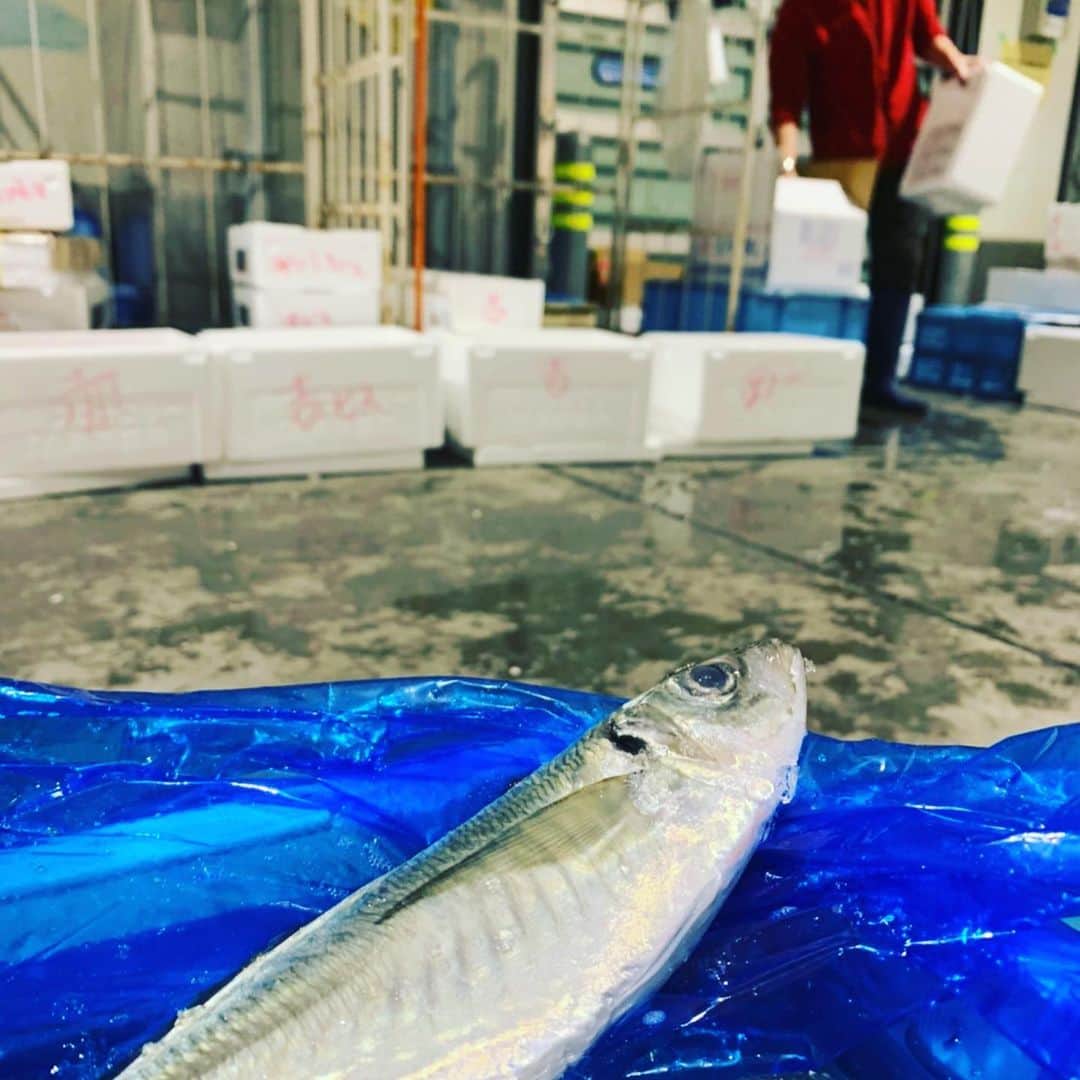 魚金さんのインスタグラム写真 - (魚金Instagram)「1月17日金曜日！ 本日の一押しは勝浦の地金目洋食のお店で豪快なアクアパッツァやブイヤベースで是非2480円破格です  千葉の大羽鰯もこの時期なのにコロッとしてる！水温温かいからなのかなー 長崎の真鯵も鮮度バッチリ！目がキラキラしてますね  僕たちが仲買さんから買い物すると茶屋と言われる場所に運ばれます。茶屋とは買荷保管場所の事で日本橋の魚市場の当時は神田川や隅田川などの水運が主で、潮の満ち引干潮になれば、川や運河の喫水は浅くなり、荷物を満載した船の往来は困難になる。満潮になるまで待ち、荷を運び出すしかない。こうして、潮が満ちるのを待つために作られたのが潮を待つ茶屋の由来からの名残りみたいです。 ここで大量に運ばれてきた荷物を丁寧に53店舗事故ない様に振り分けるのが僕たちの任務です！ 名残りと言えば和食の24店舗の刺し盛りは六点盛りと三点盛りがありますが15年程昔は本当に六点、三点の刺し盛りだったのですがメニューはそのままで六点盛りには12種、三点盛りには7種の盛り合わせに進化してきました！次なる進化は12店舗で魚のグレードを上げた刺し盛りを提供しています！写真の刺し盛りが4名様向けのスペシャルの盛り合わせです  週末の飲み会やお食事などのご予定は是非魚金をご利用し下さい！ スタッフ一同笑顔で元気よくお待ちしています。  仕入部　片之坂 #魚金 #新橋#新橋居酒屋#居酒屋#銀座#京橋#神田#まぐろ#刺身盛り合わせ#吉祥寺#ビール#池袋#市場#しらこ#マルタ島#唐揚げ#ブリ#渋谷#クラフトビール#レモンサワー#豊洲市場#牡蠣#ぶりしゃぶ#ワイン#神田#中落ち#横浜#food#foodie」1月17日 11時18分 - uokin_koho