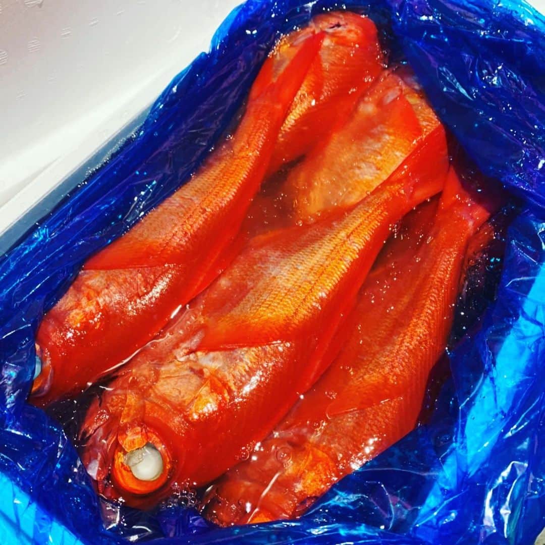 魚金さんのインスタグラム写真 - (魚金Instagram)「1月17日金曜日！ 本日の一押しは勝浦の地金目洋食のお店で豪快なアクアパッツァやブイヤベースで是非2480円破格です  千葉の大羽鰯もこの時期なのにコロッとしてる！水温温かいからなのかなー 長崎の真鯵も鮮度バッチリ！目がキラキラしてますね  僕たちが仲買さんから買い物すると茶屋と言われる場所に運ばれます。茶屋とは買荷保管場所の事で日本橋の魚市場の当時は神田川や隅田川などの水運が主で、潮の満ち引干潮になれば、川や運河の喫水は浅くなり、荷物を満載した船の往来は困難になる。満潮になるまで待ち、荷を運び出すしかない。こうして、潮が満ちるのを待つために作られたのが潮を待つ茶屋の由来からの名残りみたいです。 ここで大量に運ばれてきた荷物を丁寧に53店舗事故ない様に振り分けるのが僕たちの任務です！ 名残りと言えば和食の24店舗の刺し盛りは六点盛りと三点盛りがありますが15年程昔は本当に六点、三点の刺し盛りだったのですがメニューはそのままで六点盛りには12種、三点盛りには7種の盛り合わせに進化してきました！次なる進化は12店舗で魚のグレードを上げた刺し盛りを提供しています！写真の刺し盛りが4名様向けのスペシャルの盛り合わせです  週末の飲み会やお食事などのご予定は是非魚金をご利用し下さい！ スタッフ一同笑顔で元気よくお待ちしています。  仕入部　片之坂 #魚金 #新橋#新橋居酒屋#居酒屋#銀座#京橋#神田#まぐろ#刺身盛り合わせ#吉祥寺#ビール#池袋#市場#しらこ#マルタ島#唐揚げ#ブリ#渋谷#クラフトビール#レモンサワー#豊洲市場#牡蠣#ぶりしゃぶ#ワイン#神田#中落ち#横浜#food#foodie」1月17日 11時18分 - uokin_koho