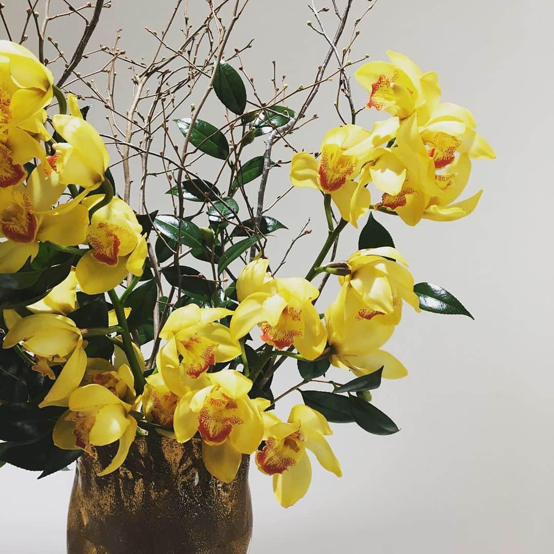 ルミネ公式のインスタグラム：「1月8日からのルミネのテーマは、『Poetic Spring　華麗なる花』 ヨーロッパの古典的な要素をインスピレーション源に、古い良き時代の文化や思考に注目。 アートやカルチャーを通して、知性や感性を磨く時間を大切に。 日常に小さな美や詩情を取り入れ、華やかで美しい春の気配を満喫しましょう。 . 今週のフラワーアレンジメントは、シャンパンゴールドの花器に華やかなイエローのシンビジウムを合わせて、 早春の華やかさをイメージしてみました。 . #花#お花#花がある暮らし#花のある生活#花が好きな人と繋がりたい #シンビジウム#姫水木#ルミネの花 @fuga_tokyo」