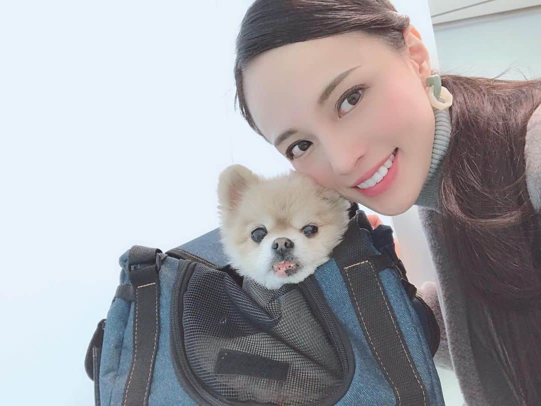 大湖せしるさんのインスタグラム写真 - (大湖せしるInstagram)「﻿ ﻿ つーちゃんと おでかけ🐾﻿ ﻿ 小さい頃からどこ連れてっても﻿ おりこうにしててくれるから﻿ ほんま助かる﻿ ﻿ にしても ﻿ つぼみさん、﻿ 眠そうな顔してはる笑﻿ ﻿ ﻿#ポメ #ポメラニアン #つぼみ #おでかけ #次はどこ行こうかな #pome #pomeranian #tsubomi」1月17日 12時12分 - cecile_daigo