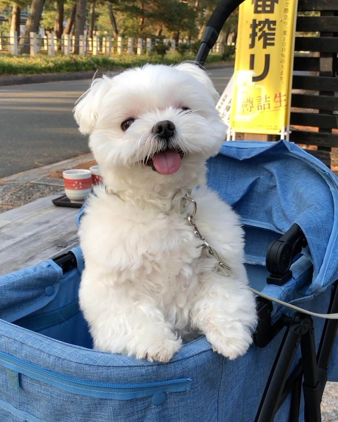 マルチーズ兄妹♡おかゆとおもちさんのインスタグラム写真 - (マルチーズ兄妹♡おかゆとおもちInstagram)「…🐶🐶 . . 一枚目・・・ぜんざい ください待ち😋 二枚目・・・柿の葉寿司買いに行ったママ待ち😊 三枚目・・・ママのトイレ待ち😂 . . . . #maltese #malteseofinstagram #happydog #dogsmile #doglove #doglover #dogstagram #instadog #lovedogs #ilovemydog #cutedog #dogoftheday #instapet #말티즈 #fluffypack . #okayusan #マルチーズ #犬バカ部 #白い犬 #わんこ #愛犬  #犬のいる暮らし  #エブリドッグ  #ふわもこ部 #鼻ぺちゃ #マルチーズ兄妹 . .」1月17日 12時11分 - okayusan20150421