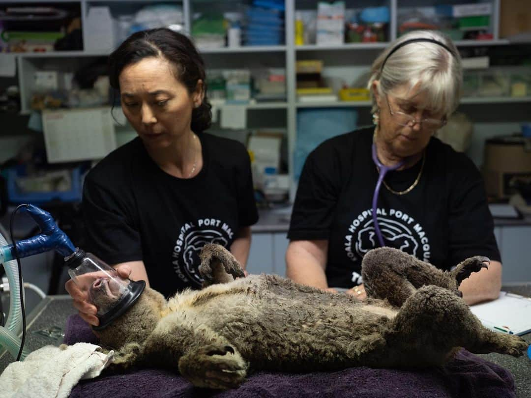 ナショナルジオグラフィックさんのインスタグラム写真 - (ナショナルジオグラフィックInstagram)「Photos by Michaela Skovranova @mishkusk | A koala rescued from a bushfire receives care at Port Macquarie Koala Hospital.  He is expected to make a full recovery—however, due to Australia's bushfire emergency, it's uncertain when he will be able to return home.  It’s been estimated that half a billion animals have been killed in New South Wales alone. This includes thousands of koalas and other iconic species, such as kangaroos, wallabies, kookaburras, cockatoos, and honeyeaters that were burnt alive, and many thousands more injured and homeless. #australia #nsw #koala #wildlife #Australianbushfires」1月17日 3時37分 - natgeo